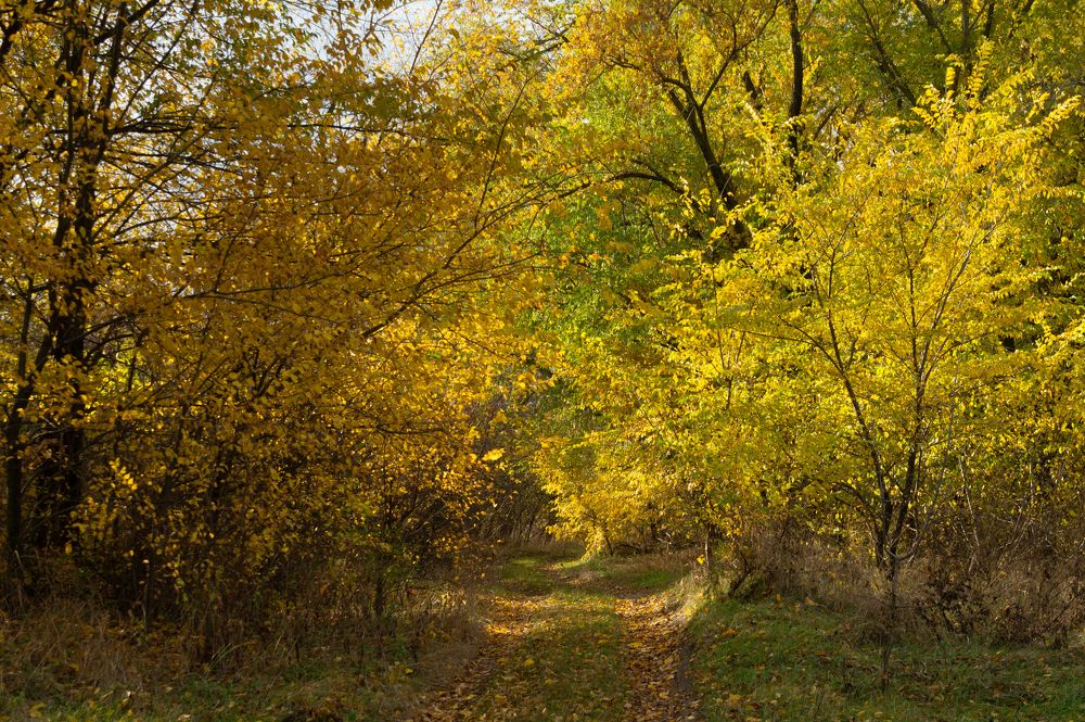 Photograph by Ариадна Подмогильная