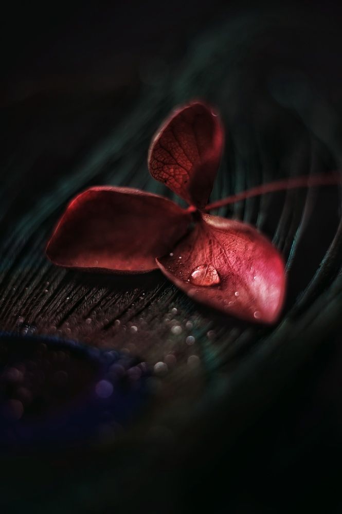 Photograph by Наталья Шленкина