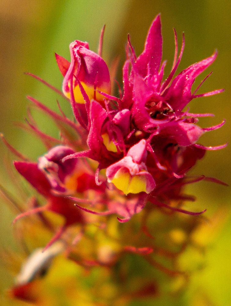 Фотография автора Алексей Тимофеев