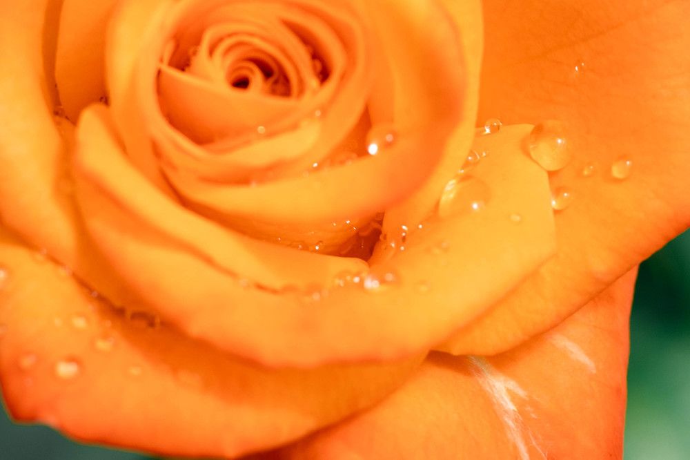 Photograph by Ксения Незговорова