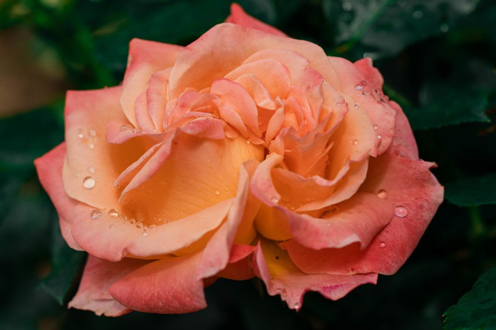 Photograph by Ксения Незговорова