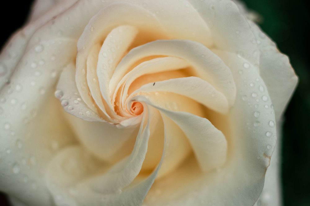 Photograph by Ксения Незговорова