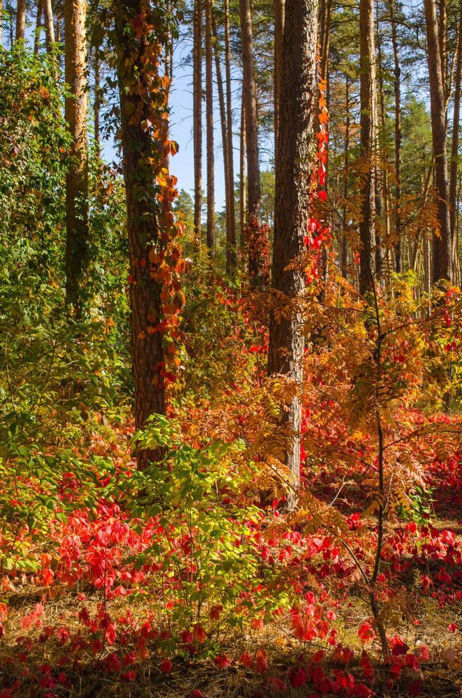 Photograph by Евгений Юдин