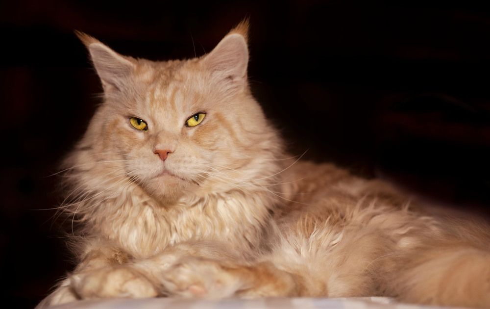 Фотография автора Галина