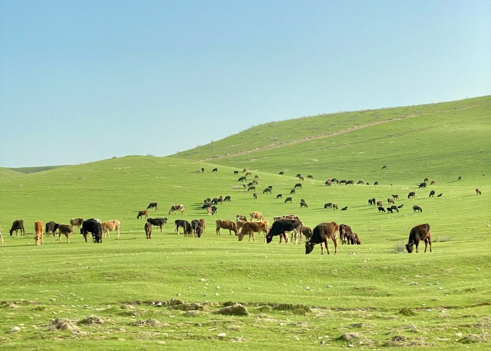 Фотография автора ГУЗАЛИЯ ГАНИЕВА