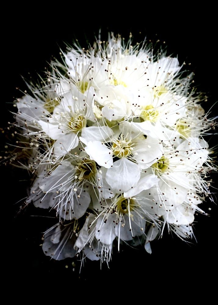 Фотография автора ГУЗАЛИЯ ГАНИЕВА