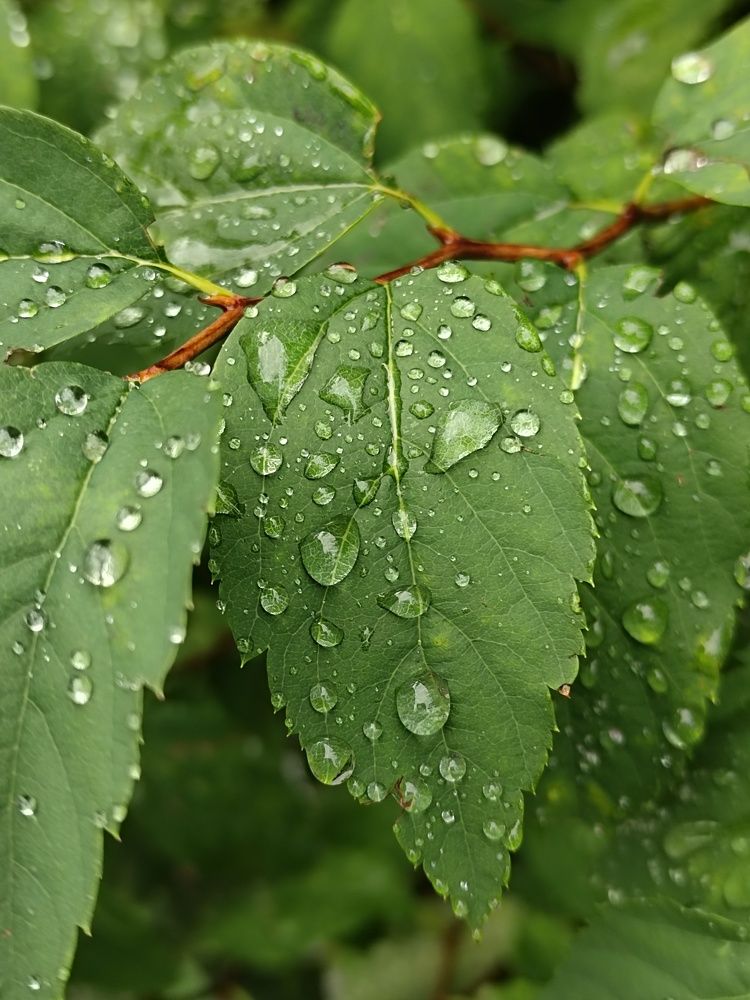 Photograph by Светлана Шуткова