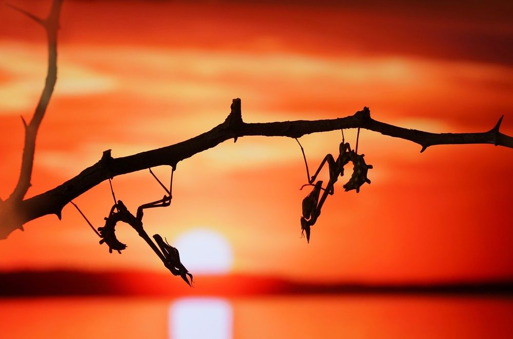 Photograph by Сергей Прокофьев