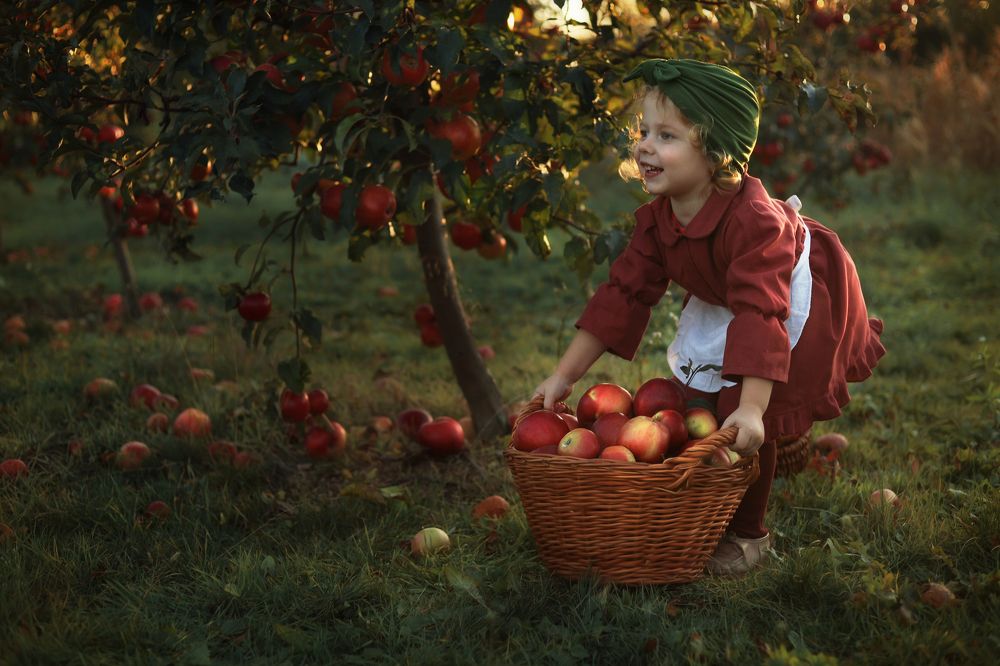 Autumn in the apple garden