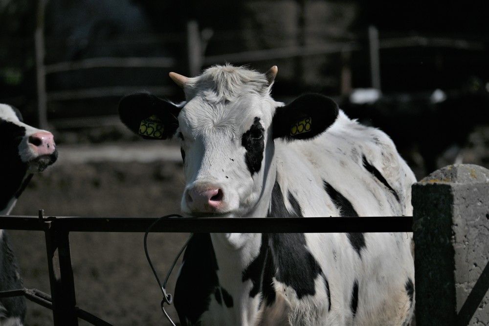 Фотография автора IRINA FILIPPOVA