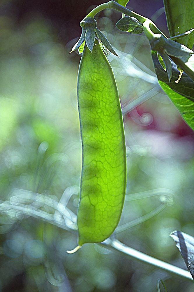 Стручок горошка