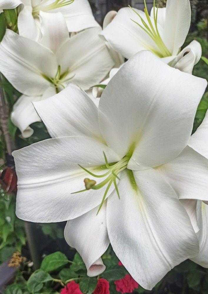 Королевская лилия...