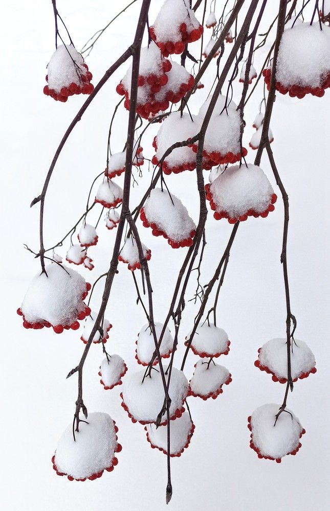 Снежная графика...