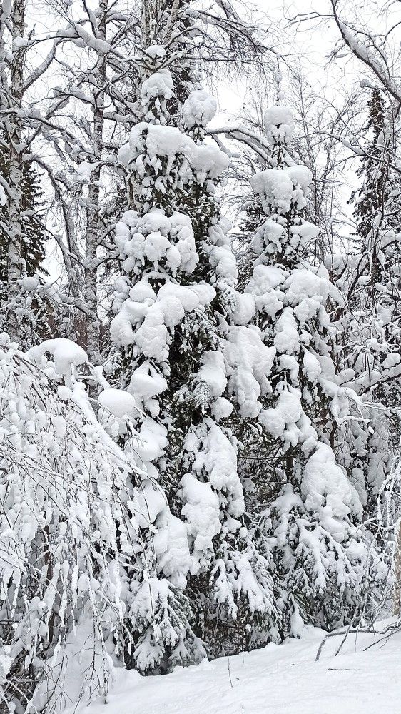 Сказочный лес Алтая...