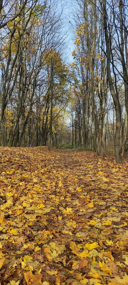 Фотография автора Васильева Ирина