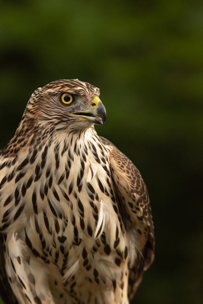 Photograph by наталья залогина