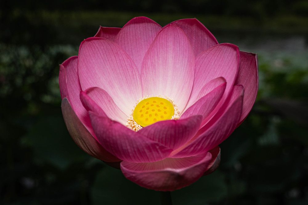 Свет лотоса