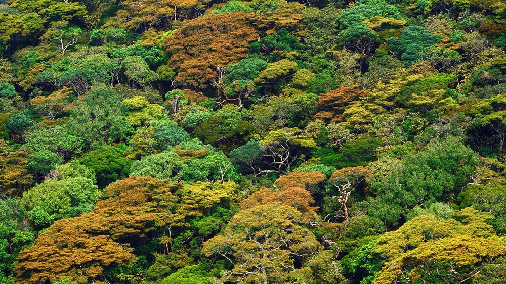 Photograph by wewegama pushpitha