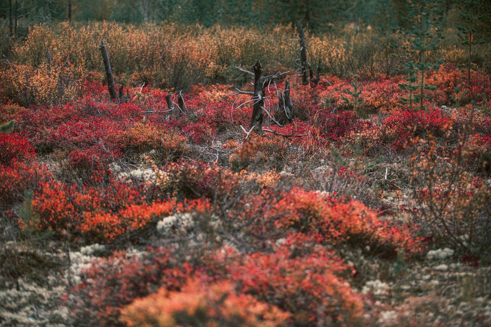 Photograph by Наталья Бондарева