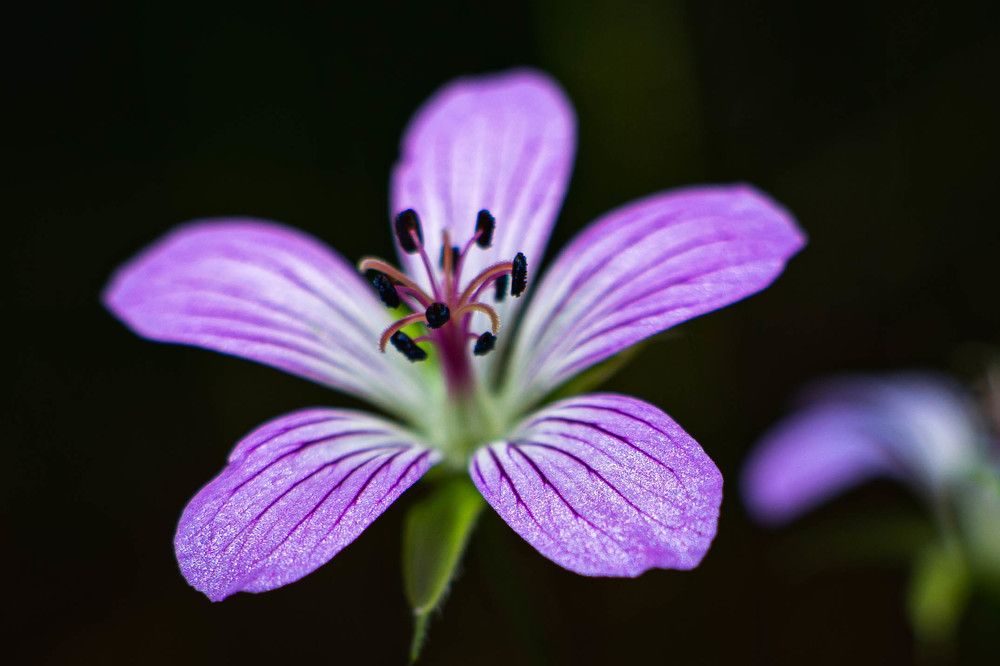 Сиреневый цвет
