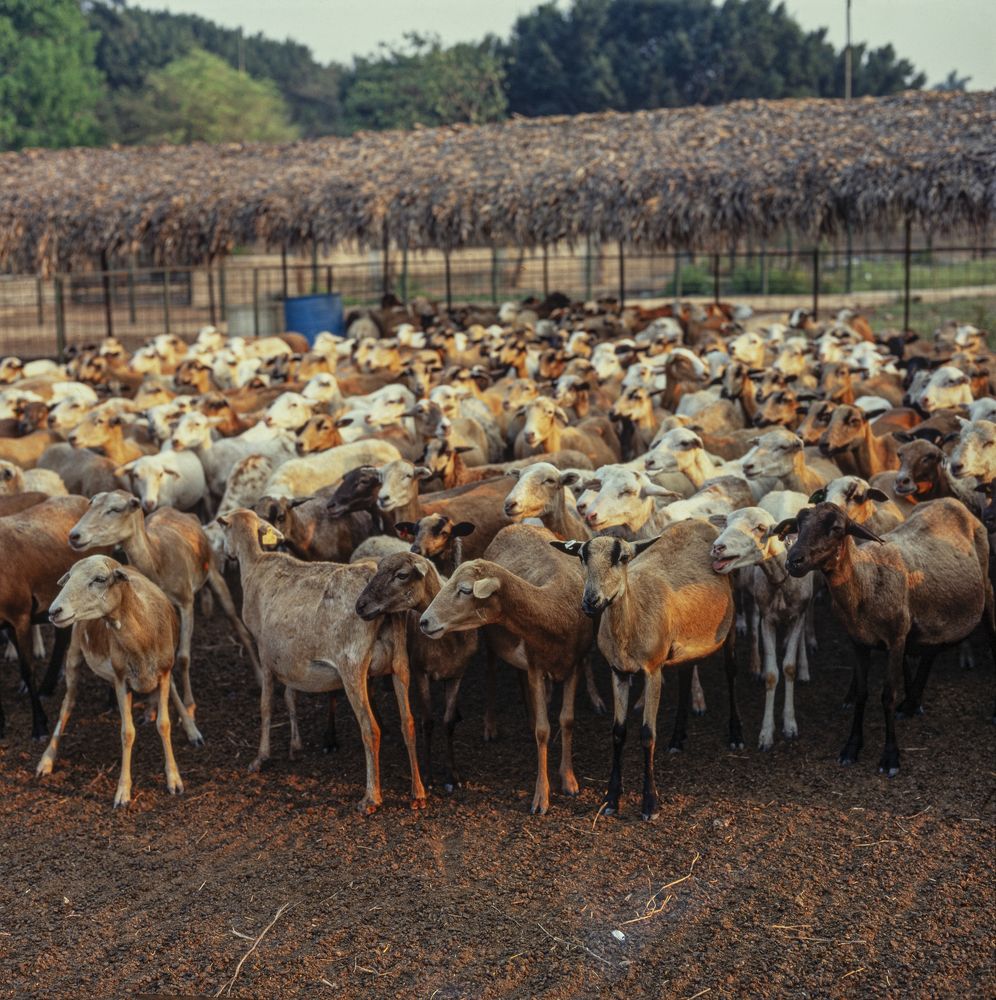 Photograph by gustavo gatto