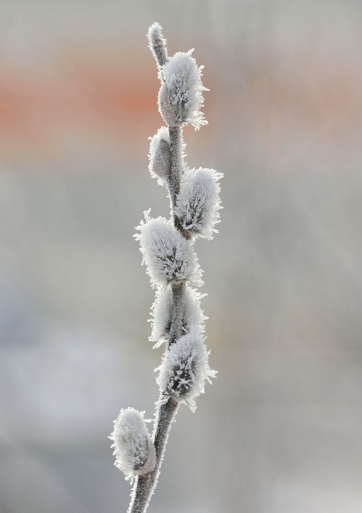 Фотография автора Сергей Чесноков