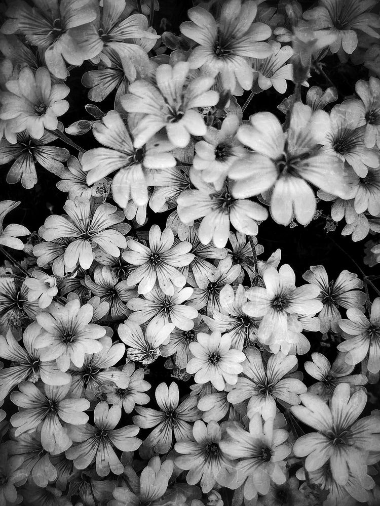 Фотография автора Julie Mishka