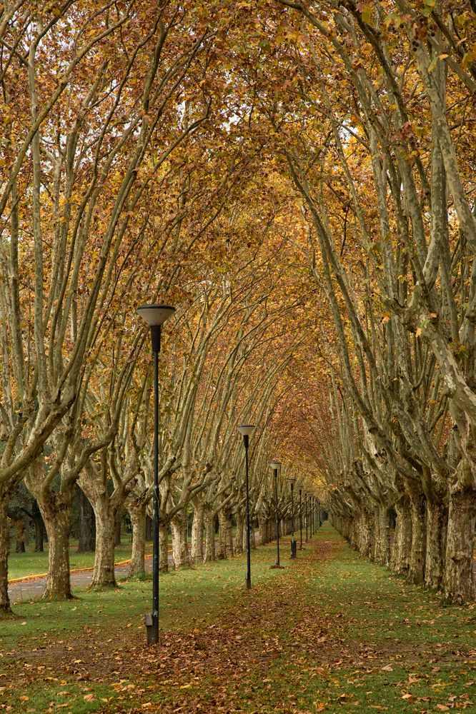 Фотография автора Carlos Gianoli