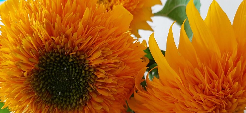 Photograph by Марийона Савоненко