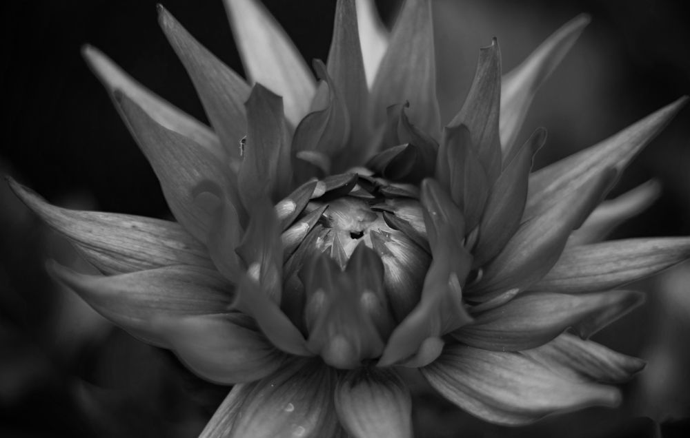 Photograph by Kaustav Ghosh