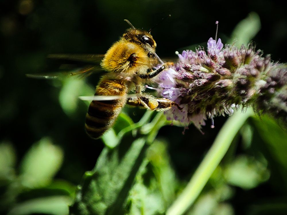 Photograph by mahdi roozbahani