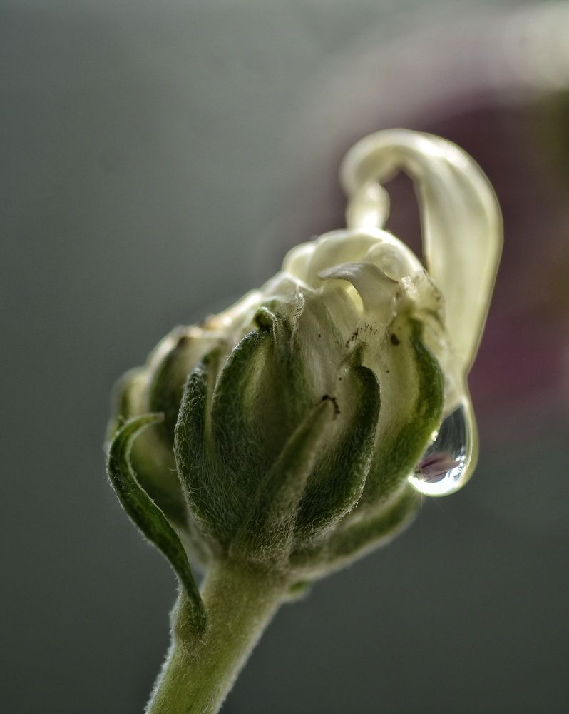 Фотография автора лилия беланова