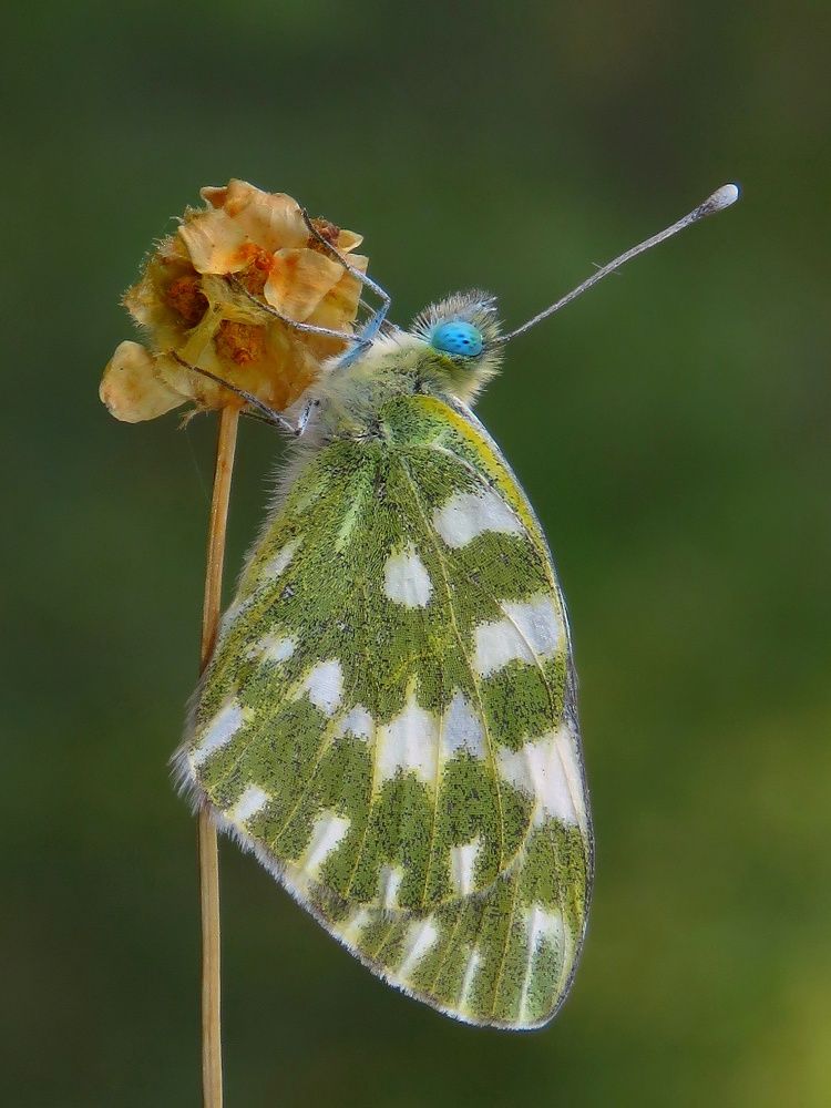 Photograph by Amin Ghaffarian