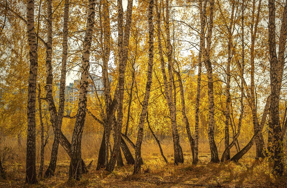 Фотография автора Andrey Pristyazhnyuk