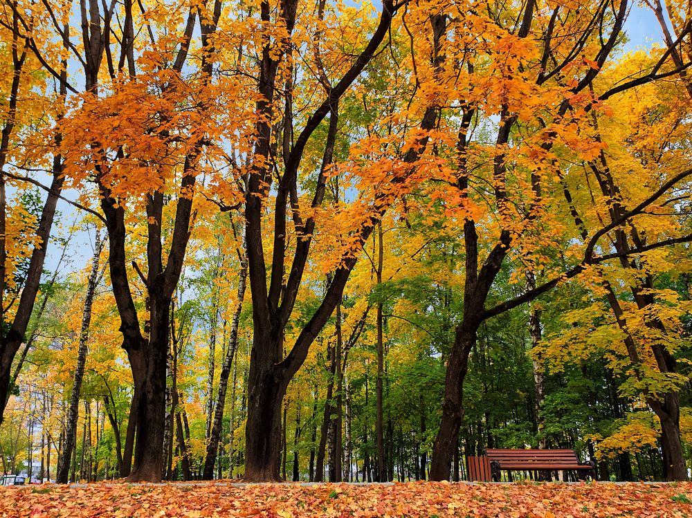 Осенняя тишина