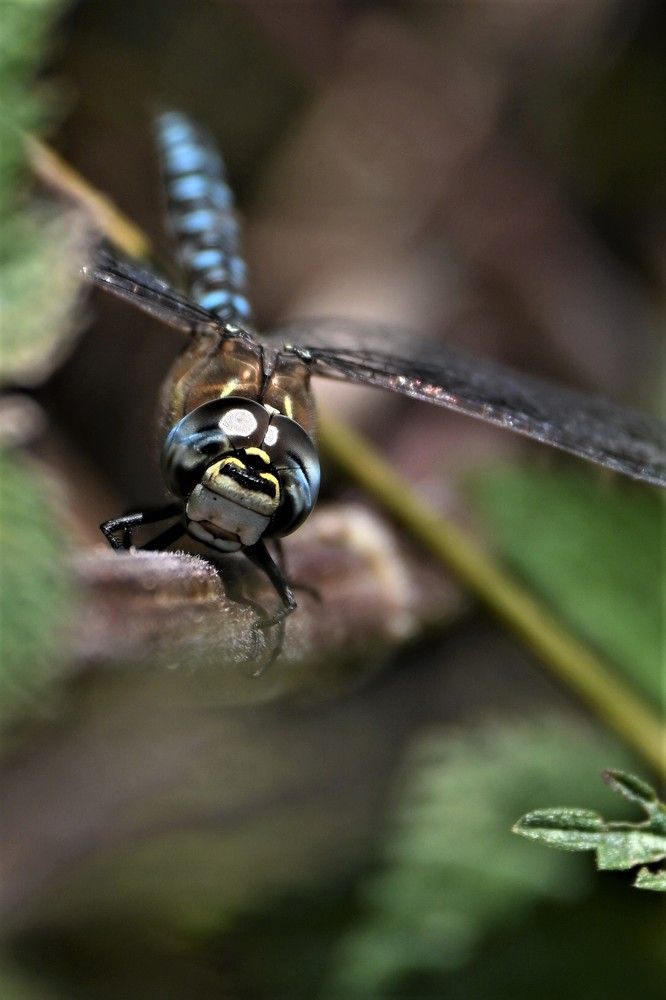 Фотография автора IRINA FILIPPOVA