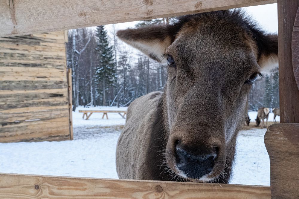 Photograph by Андрей Шишлов