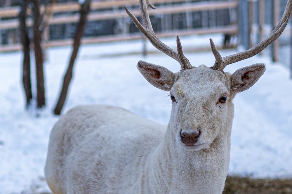 Photograph by Андрей Шишлов