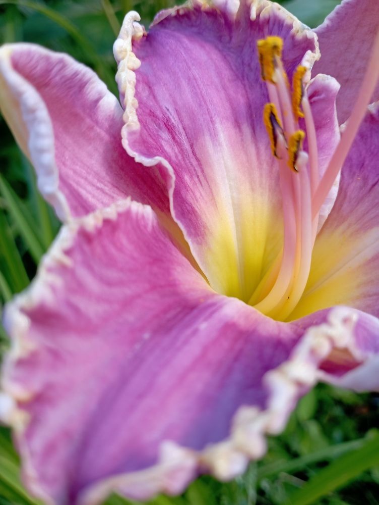 Photograph by Svetlana