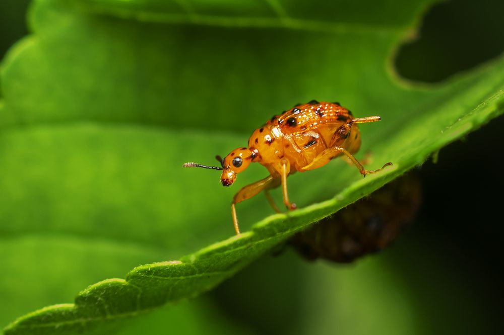 Spiny leaf-rolling weevil