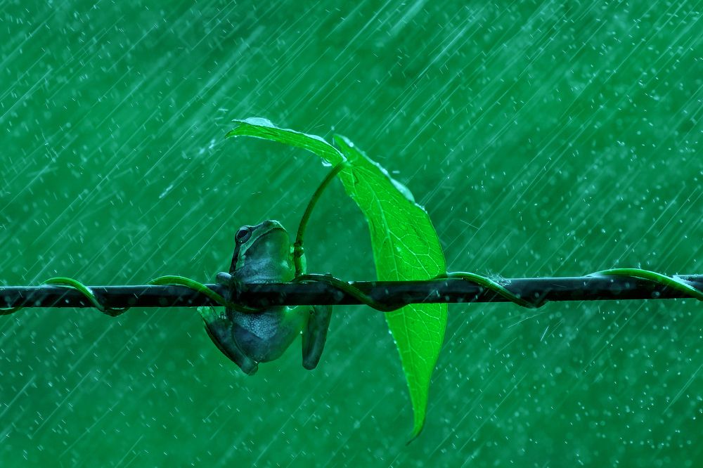 Singin' in the Rain_1