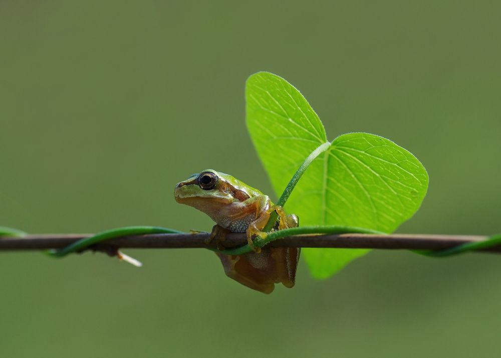 Singin' in the Rain_5
