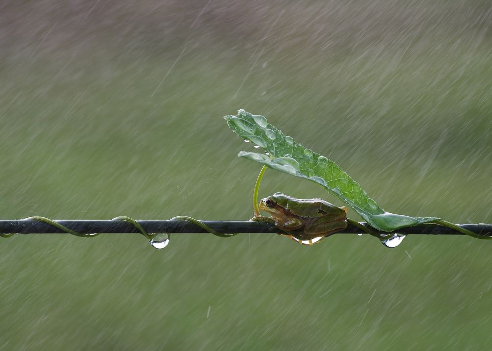 Singin' in the Rain_2