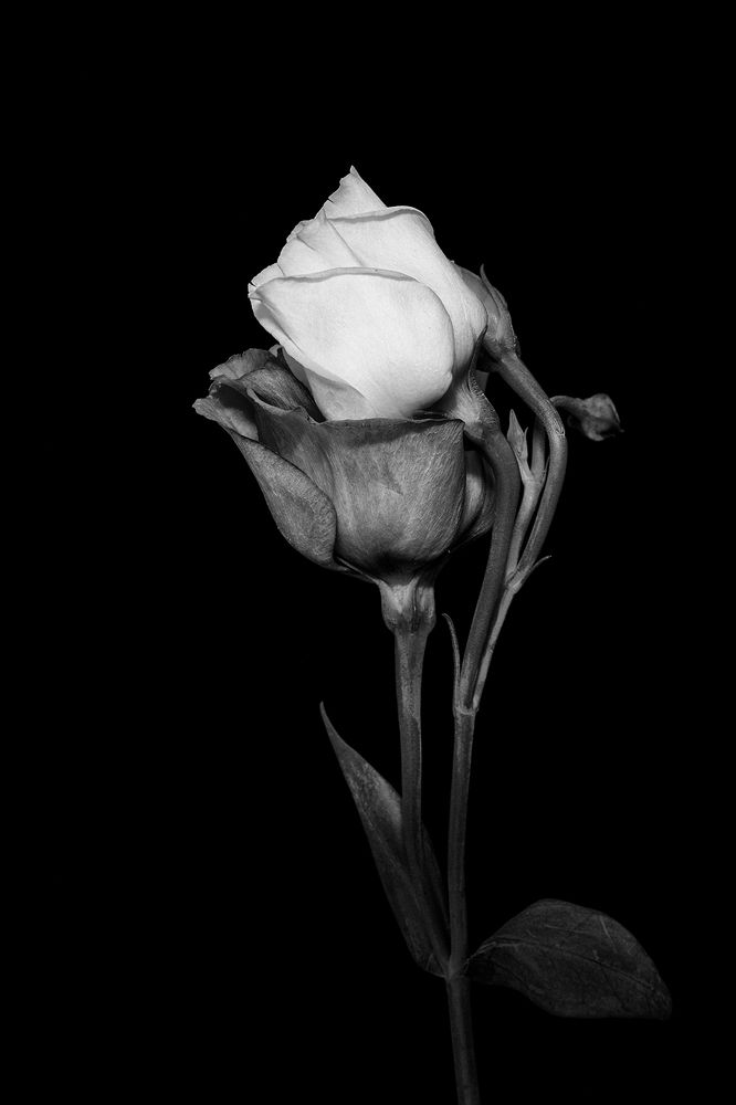 Hope and Reliance...