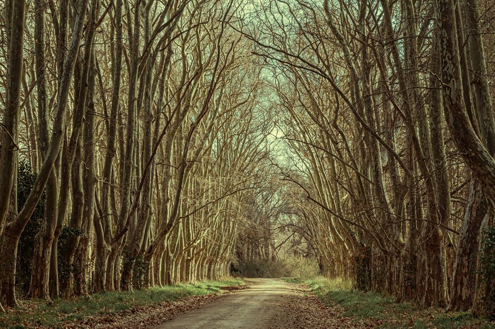 Фотография автора Carlos Gianoli