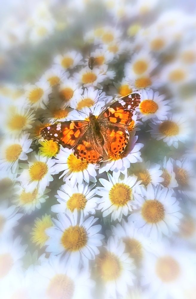 Photograph by Алла Холодова