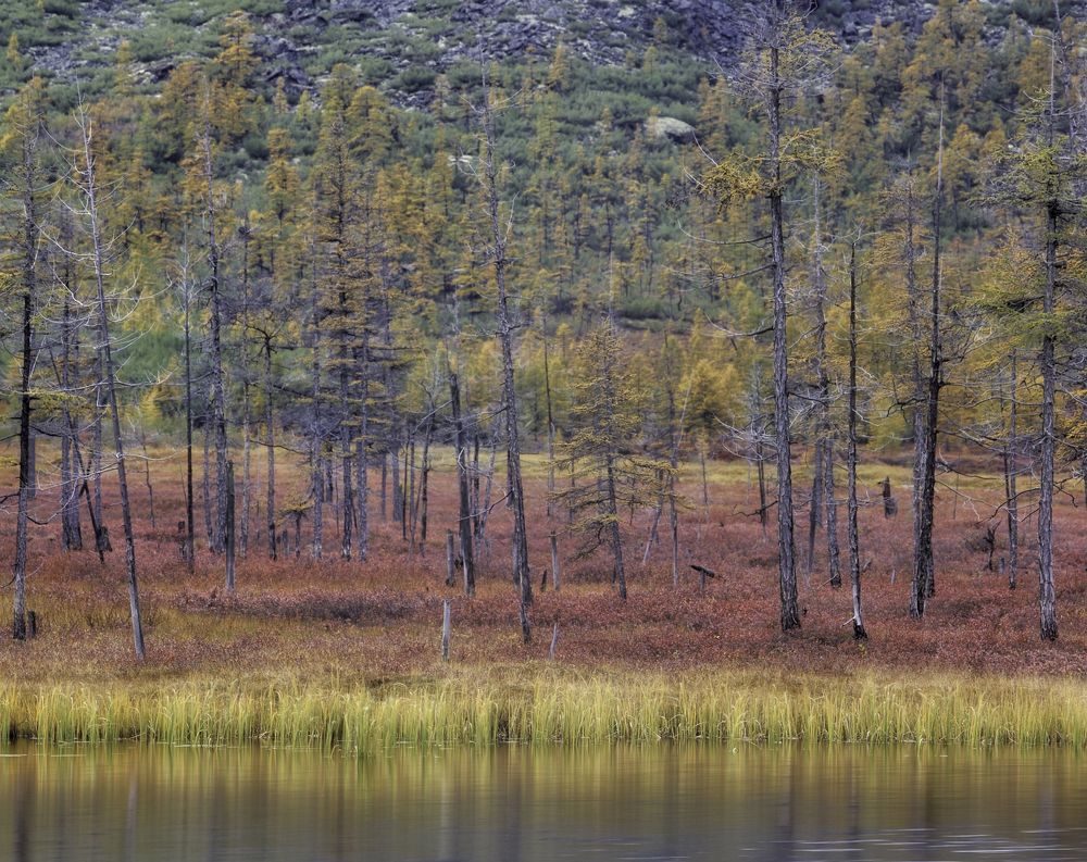 Палитра осени