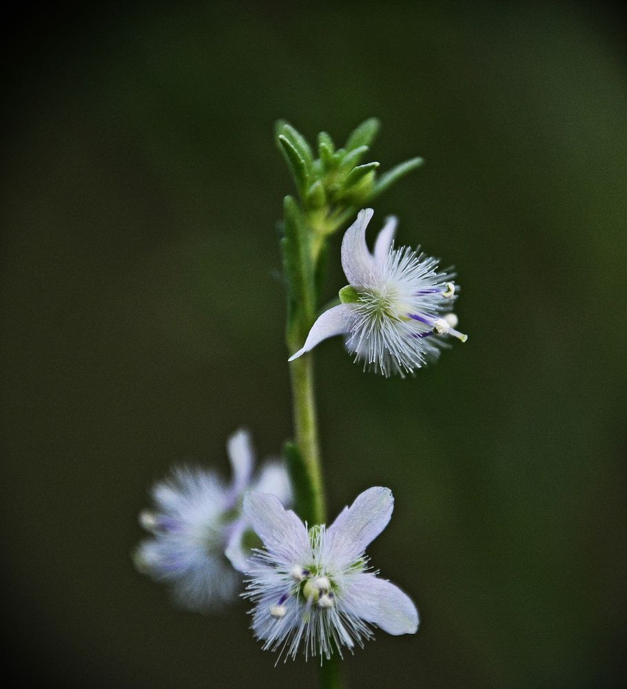 Miniatura da natureza