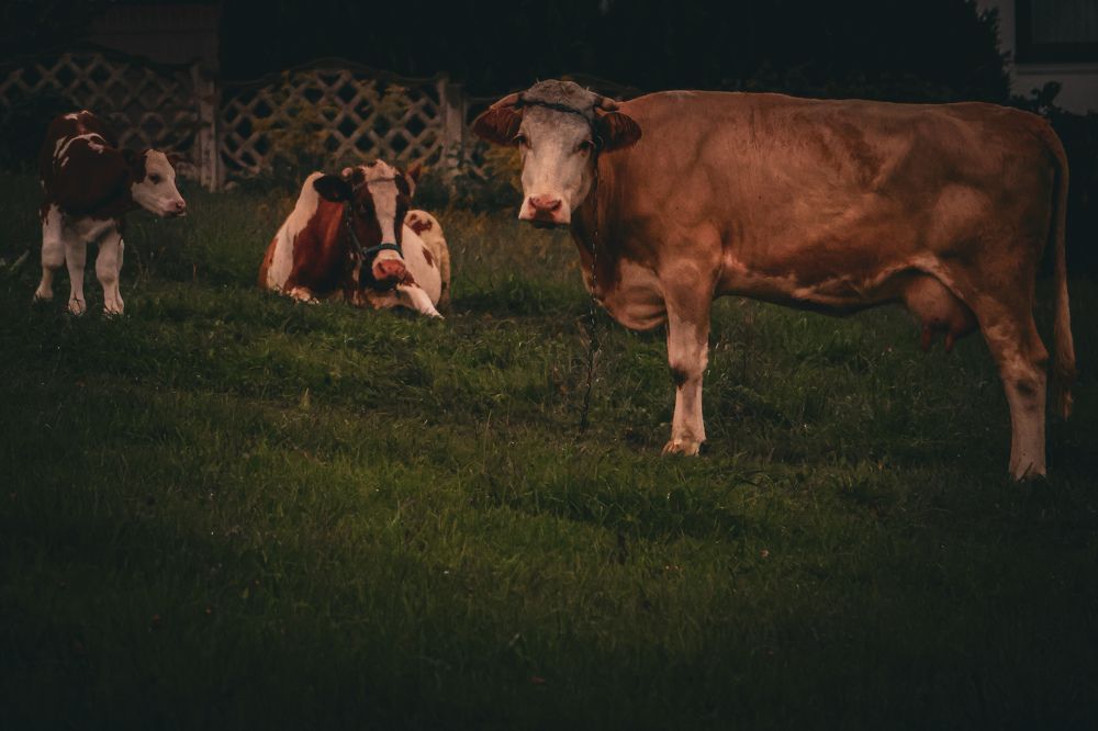 Photograph by Samira