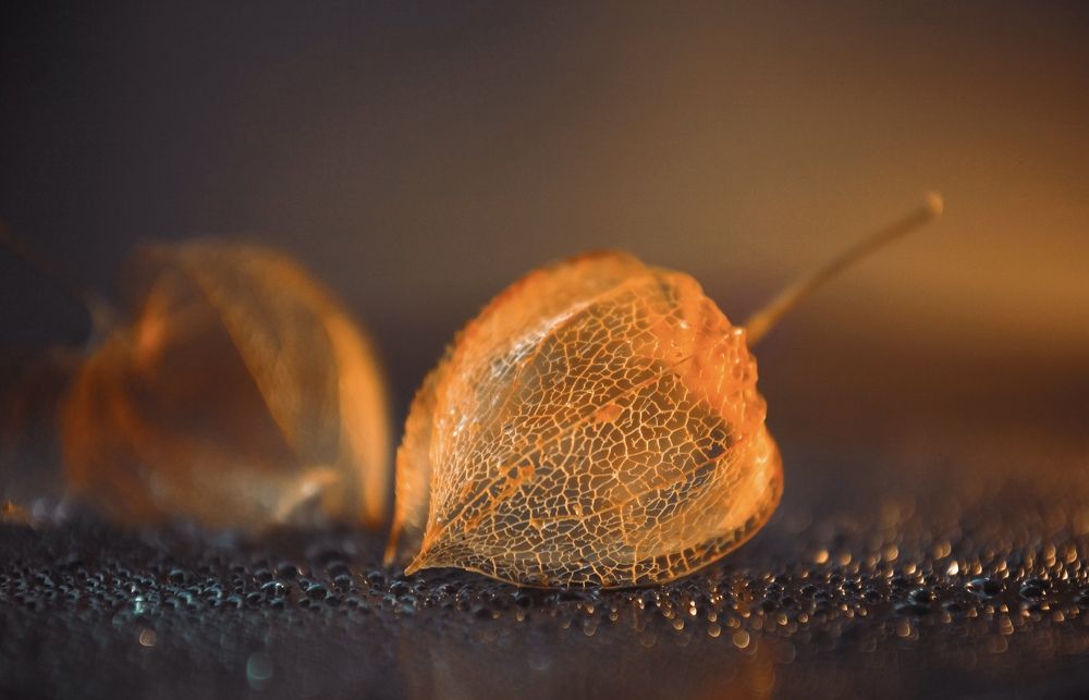 Photograph by Светлана Кавказская